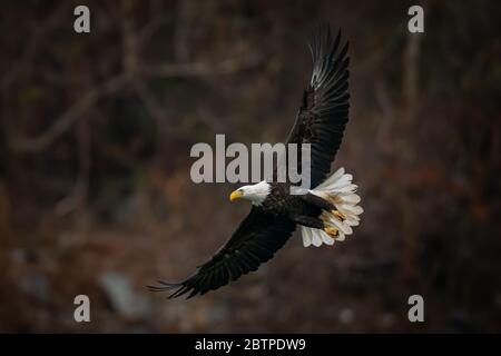 Ganzkörperansicht eines bald Eagle, der weit über dem Susquehanna River in Maryland fliegt und Flügel ausbreitet Stockfoto