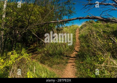 A dirt path leading to to the end of an exotic forest in Fiji Stockfoto