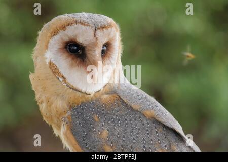 Scheuneneule schaut sich die Honigbiene an. Tyto alba. Raubvogel. Stockfoto