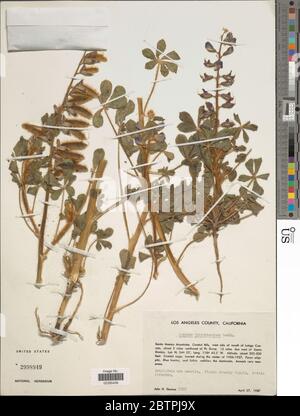 Lupinus hirsutissimus Benth. Stockfoto