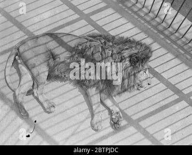 LAZIN in der Sonne . Simba der Londoner Zoo Löwe sonnt sich zufrieden im warmen Sonnenschein der unerwarteten Hitzewelle. 22 Juni 1935 Stockfoto