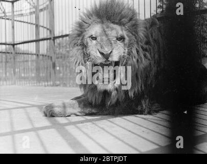 LAZIN in der Sonne . Simba der Londoner Zoo Löwe sonnt sich zufrieden im warmen Sonnenschein der unerwarteten Hitzewelle. 22 Juni 1935 Stockfoto