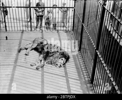 LAZIN in der Sonne . Simba der Londoner Zoo Löwe sonnt sich zufrieden im warmen Sonnenschein der unerwarteten Hitzewelle. 22 Juni 1935 Stockfoto