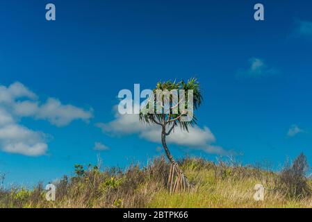 Eine einone kleine Palmen, die auf einem Hügel mit trockenem Gras unter einem blauen Himmel wachsen Stockfoto