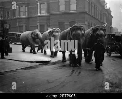 Uneigenartig Reisende! . Elefanten kommen in Waterloo an. Waterloo Station hatte eher einen Schock, als vier Elefanten ankamen. Sie waren auf dem Weg von Leeds zu einem Theater in South London. Foto zeigt, die Elefanten verlassen Waterloo Station. April 1936 Stockfoto