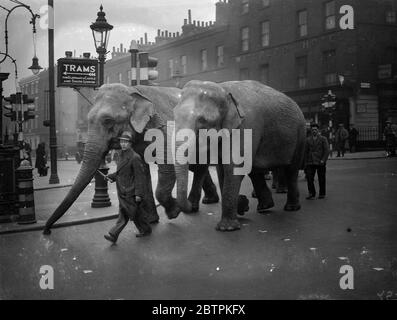 Uneigenartig Reisende! . Elefanten kommen in Waterloo an. Waterloo Station hatte eher einen Schock, als vier Elefanten ankamen. Sie waren auf dem Weg von Leeds zu einem Theater in South London. Foto zeigt, die Elefanten verlassen Waterloo Station. April 1936 Stockfoto