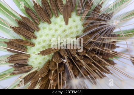 Nahaufnahme Makro von Löwenzahn Samen Saatkopf Stockfoto