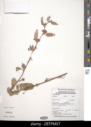 Melochia arenosa Benth. Stockfoto