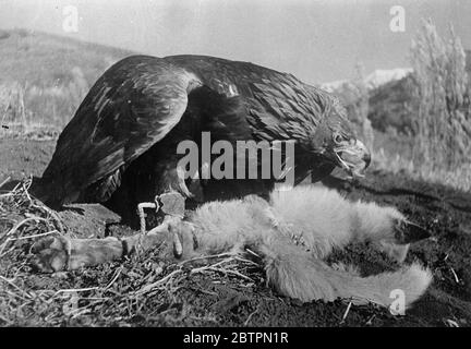 Natur ohne Gnade . Ein Goldener Adler und seine Beute. Im gebirgigen Staat Kasachstan, nicht weit von der Grenze der Sowjetunion und Westchina, wird die Fuchsjagd mit ausgebildeten Steinadlern, Raubvögeln, die zu den heftigsten und stärksten auf der Erde gehören, durchgeführt. Diese Bilder sind wahrscheinlich die ersten überhaupt von diesem bemerkenswerten Sport gemacht. Der Vogel, trägt Scheuklappen, wartet geduldig, bis der Jäger ein Tier aus der Reichweite seiner Waffe erblicken. Die Scheuklappen werden dann entfernt, der Adler breitet seine mächtigen Flügel aus und fliegt in die Luft, bis er, nachdem er seine Beute gesichtet hat, swoops. T Stockfoto