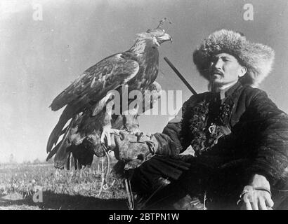 Gefiederte Wildheit blinkert . Jagd Füchse mit dem Goldenen Adler . In der bergigen Staat Kasachstan, nicht weit von der Grenze der Sowjetunion und Westchina, Fuchsjagd wird mit geschulten Goldenen Adler, Raubvögel, die zu den heftigsten und stärksten auf der Erde sind getan. Diese Bilder sind wahrscheinlich die ersten überhaupt von diesem bemerkenswerten Sport gemacht. Der Vogel, trägt Scheuklappen, wartet geduldig, bis der Jäger ein Tier aus der Reichweite seiner Waffe erblicken. Die Scheuklappen werden dann entfernt, der Adler breitet seine mächtigen Flügel aus und fliegt in die Luft, bis, nachdem er seine Beute gesichtet hat, h Stockfoto