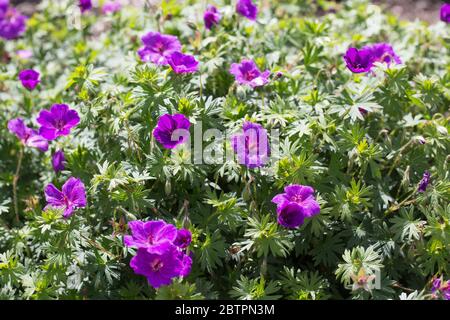 Geranie 'kleines Monster'. Stockfoto