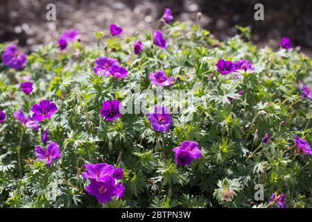 Geranie 'kleines Monster'. Stockfoto