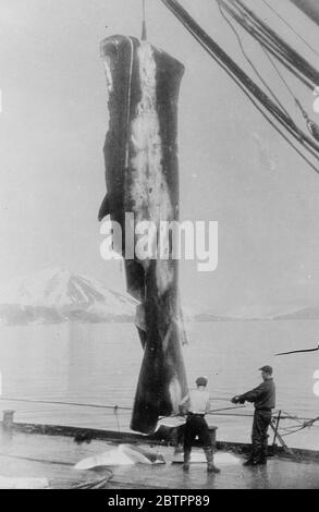 Einmal eine Wales-Mantel-Formation!. Zwei Walfänger schneiden einen riesigen Lügner Wal-Blätscher auf dem Deck des sowjetischen Walfangschiffs "Aleuta" in der Behringsee, dem Zentrum der sowjetischen Walfangindustrie. Es gibt durchschnittlich sieben Tonnen von blubber zu essen, während. Der Blubber wird in riesigen Bottichen geschmolzen und in der Industrie eingesetzt. Februar 1938 Stockfoto