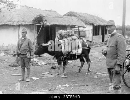 'Gefangener' der Japaner. Zwei japanische Soldaten mit einem Wasserbüffel, der von den Chinesen in der fortgeschrittenen nach Nanking gefangen genommen wurde, und der sehr nützlich für das Tragen der Soldatenausrüstung gefunden wird. Obwohl Kriegsgefangene normalerweise etwas sind, das ich belaste, wurde dieser gemacht, um "sein Gewicht zu ziehen!". 17 Dezember 1937 Stockfoto