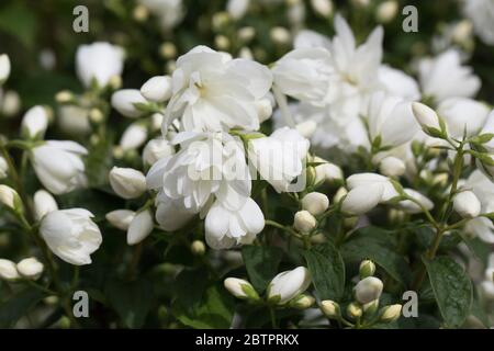 Philadelphus 'Snow Dwarf' - Mock Orange. Stockfoto