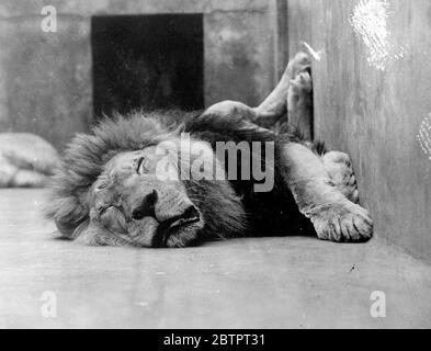 Hitze brachte ihn runter. In Melbourne, wo die Sonne scheint. Der königliche Löwe sieht auf diesem Bild nicht sehr würdevoll aus, aber Leo, mit seinen schweren Eulen schief und Hinterbeinen bequem an der Wand ruhend, war von der Hitze zu überwinden, um sich um den Schein zu sorgen. Das Bild wurde im Zoo in Melbourne, Australien, gemacht. Dezember 1937 Stockfoto