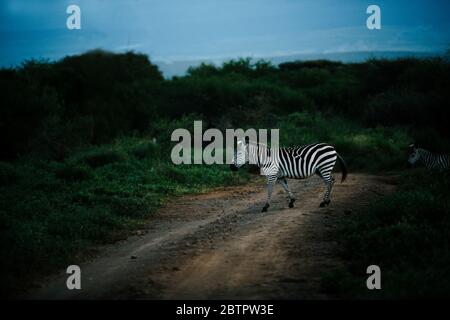 afrikanische gemeine Zebra Kreuzung Schlamm Straße für Jeep Safari verwendet In masai mara Stockfoto