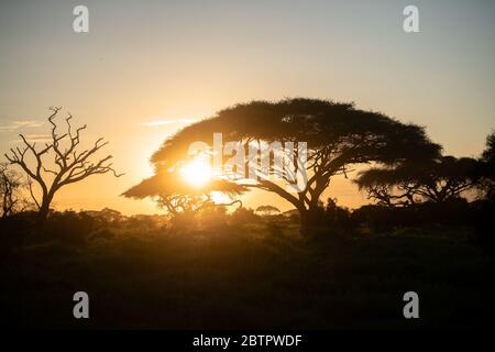 Silhouette von Akazienbäumen im amboseli Nationalpark, Kenia bei Sonnenuntergang. Stockfoto