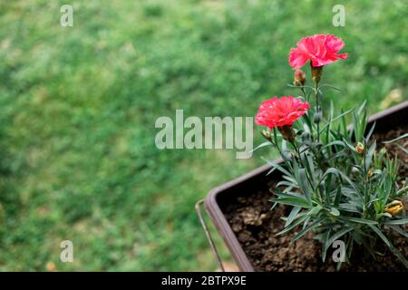 Schöne rote Nelke im Blumentopf im Hof Stockfoto