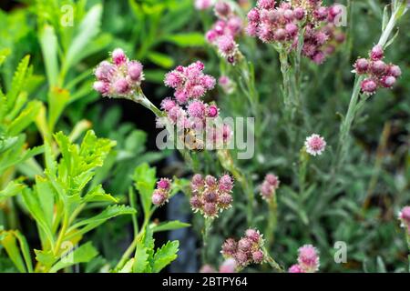 Kleine, hart arbeitende Biene, die während des sonnigen Frühlings oder Sommertages im Garten rosa Blütenpollen sammelt. Honigbienen, die für die Konstruktion von Nestern aus Wachs bekannt sind Stockfoto