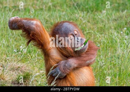 Junger Sumatra Orang-Utan (Pongo abelii), der beim Kratzen der juckenden Achselhöhle Blätter isst, die auf der indonesischen Insel Sumatra beheimatet ist Stockfoto