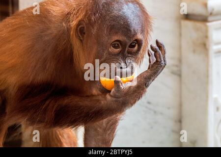 Nahaufnahme des jungen Sumatra-Orang-Utan (Pongo abelii), der im Zoo Orange isst, der auf der indonesischen Insel Sumatra beheimatet ist Stockfoto
