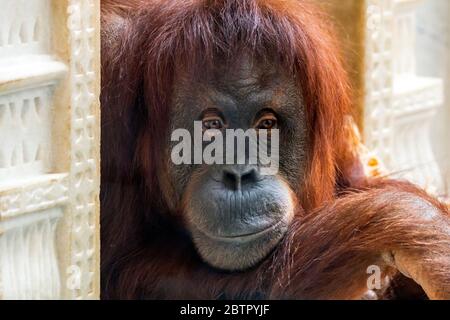 Nahaufnahme des Sumatra-Orang-Utan (Pongo abelii)-Weibchens im Zoo, das auf der indonesischen Insel Sumatra beheimatet ist Stockfoto