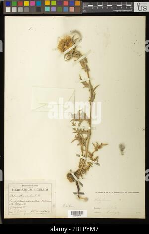 Silybum marianum L Gaertn. Stockfoto