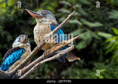 Blauflügelige Kookaburra (Dacelo leachii) Weibchen und Männchen, große Eisvogel-Arten, die in Nordaustralien und Südneuguinea beheimatet sind Stockfoto