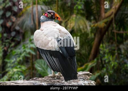 Königsgeier (Sarcoramphus papa / Vultur papa) im tropischen Regenwald, beheimatet in Mittel- und Südamerika Stockfoto