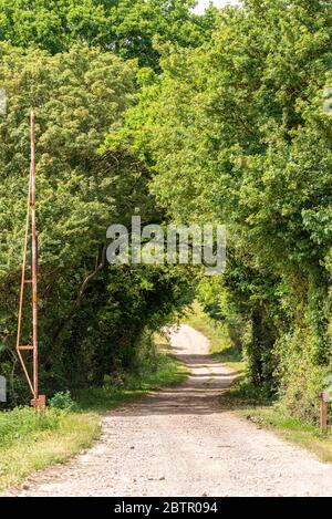 Baumgesäumte Tunnel-Landstraße mit einer alten, rostigen Barriere. Ländliche Gegend in der Nähe von Nayland, Suffolk, Großbritannien. Landstraße, die außer Sichtweite durch Bäume führt Stockfoto