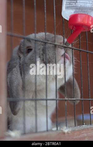 Ein Haustier Zwerg lop Ohr Kaninchen leckt an der Getränkeflasche, während er in seinem Unterstock sitzt Stockfoto