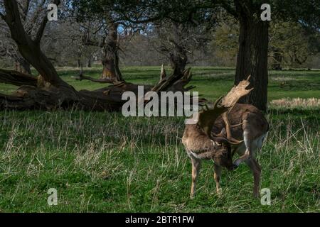 Hirsche kitzeln die Nase im Park Stockfoto
