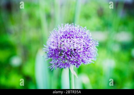 Allium Globemaster blüht im Garten. Geringe Schärfentiefe. Stockfoto