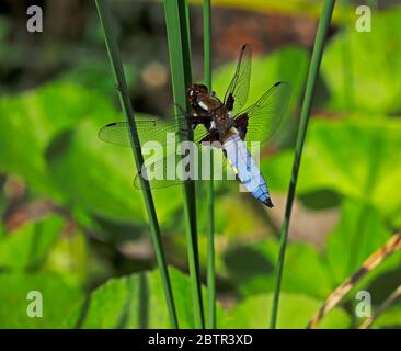 Eine männliche breitkörperige Libellula, Libellula depressa, Libellfliege an einem kleinen Vorstadtgartenteich bei Hellesdon, Norfolk, England, Vereinigtes Königreich, Europa. Stockfoto