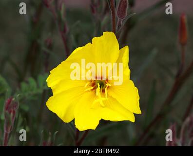 Die Blume einer Nachtkerze, Oenothera biennis, am Rande eines englischen Gartens. Stockfoto