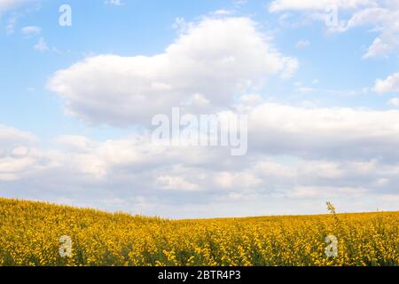 Weiche Wolken ziehen sich über ein Feld voller gelber Blüten. Stockfoto