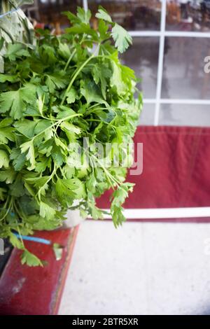 Roter Topf mit natürlicher Petersilie. Aromatisches Kraut. Keine Leute Stockfoto