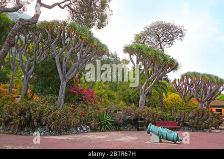 Kleine Kanonen umgeben von den Kanarischen Inseln Dragon Tree in den La Alameda Gardens, einem botanischen Garten in Gibraltar. Stockfoto