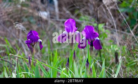 Zarte blaue Iris Blüten auf einem Blumenbeet im Park. Iris - Sommer Schmetterling. Frühlingsblumen. Nahaufnahme von lila japanischen Iris Blumen. Stockfoto