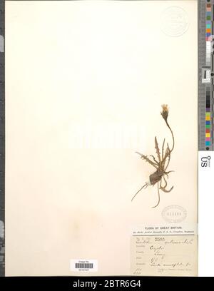 Leontodon autumnalis L. Stockfoto