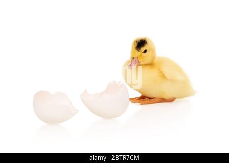 Kleine schöne gelbe Entlein gerade aus einem Ei auf weißem Hintergrund isoliert geschlüpft Stockfoto