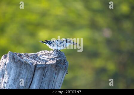 Afrikanischer Eisvogel mit Fischen vom See Naivasha Stockfoto