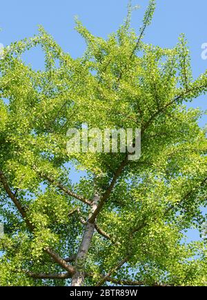 Die jungen Blätter aus der Ginkgobaum, Ginkgo biloba Stockfoto