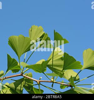 Die jungen Blätter aus der Ginkgobaum, Ginkgo biloba Stockfoto