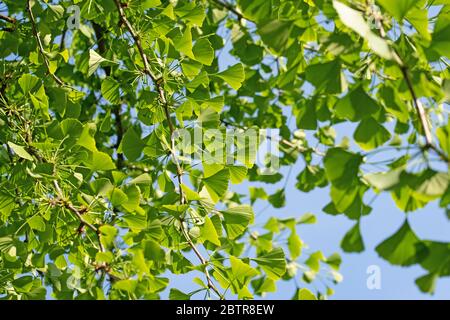 Die jungen Blätter aus der Ginkgobaum, Ginkgo biloba Stockfoto