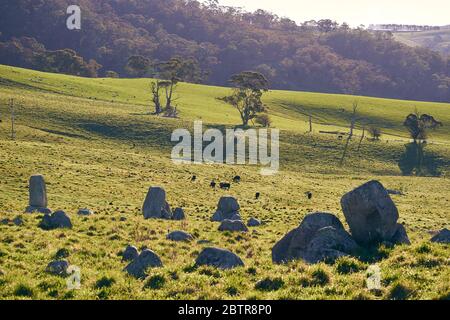 Central New South Wales, Australien Grünweiden mit Rindern an sonnigen Tagen mit Wald im Hintergrund und einigen Felsen Stockfoto