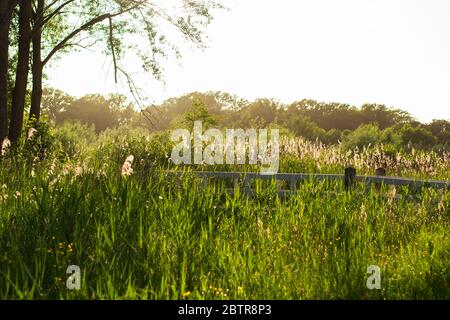 Grüne Wiese mit frischem Gras, Schilf und einer kleinen hölzernen weißen Brücke während der goldenen Stunde im Frühjahr. Stockfoto