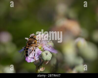 Eristalinus taeniops. Fliege der Familie Syrphidae. Stockfoto