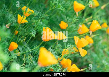 Gelbe Blüten von eschschscholzia californica oder goldener kalifornischer Mohn, Tasse Gold, blühende Pflanze in Familie papaveraceae. Stockfoto